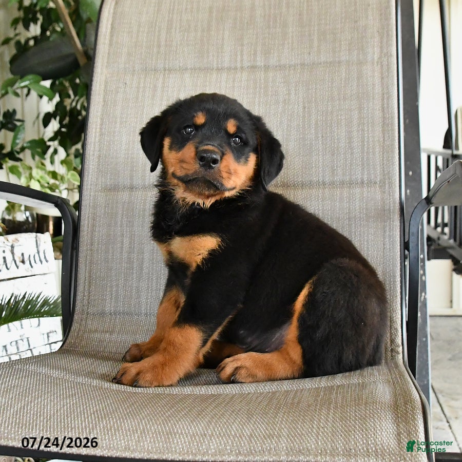 Rottweiler dogs Merley - Ad 2