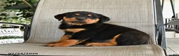 Rottweiler dogs for sale: Merley - Ad 2