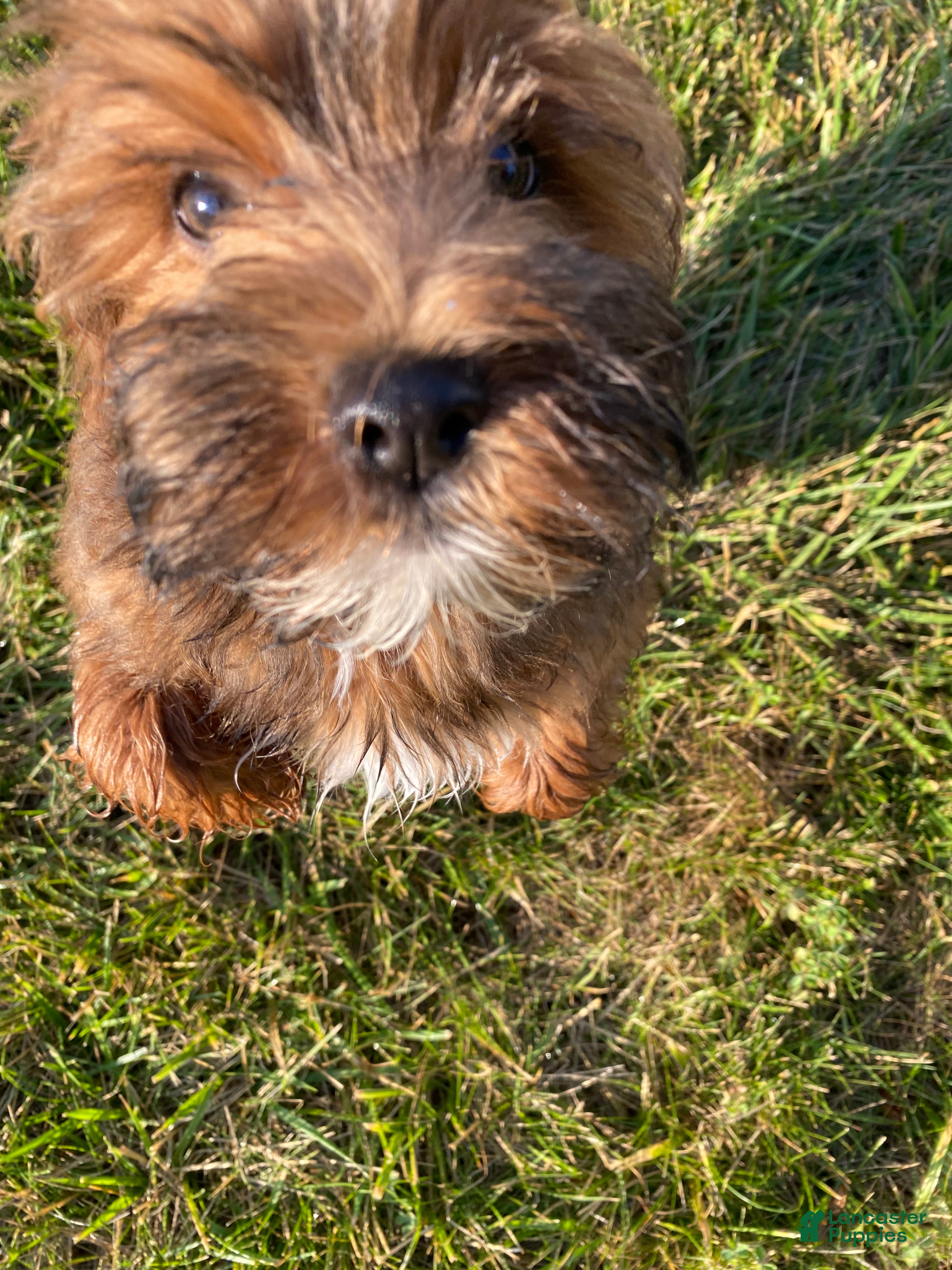 Mixed Breed dogs  5 - Ad 2
