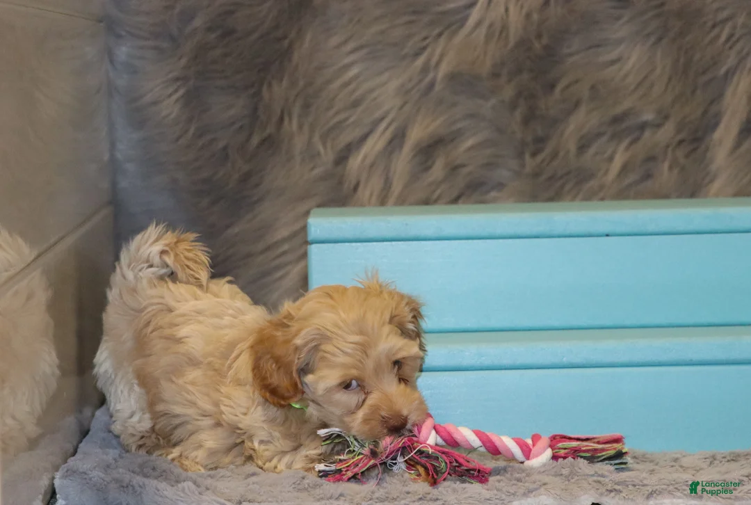 Havapoo dogs for sale: Addie 👨‍👨‍👦‍👦💞🐕Miniature - Ad 12