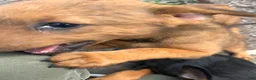 Mixed Breed dogs for sale: Wolfie - Doberdoodle - Ad 4