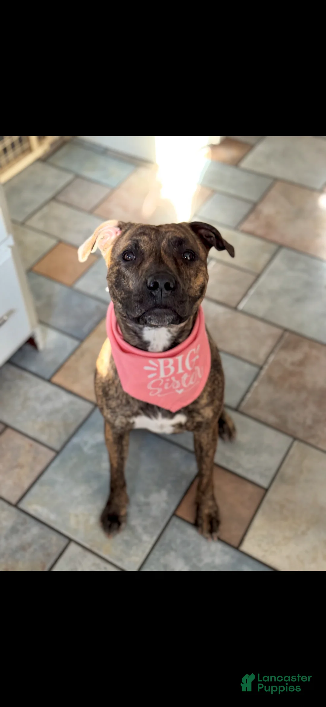 Mixed Breed dogs for sale: Mixed Breed Puppy 1 - Ad 2