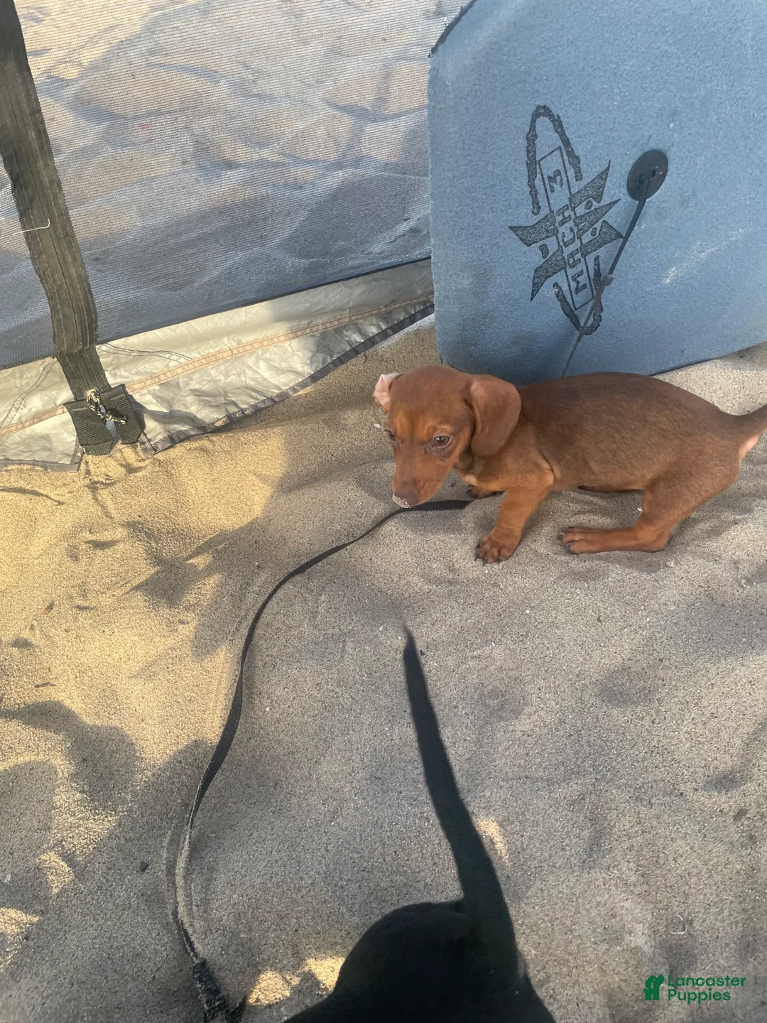 Dachshund dogs for sale: Dachshund Puppy 1 - Ad 2