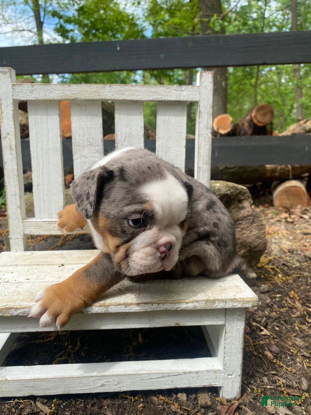 English Bulldog dogs for sale: Merle - Ad 2
