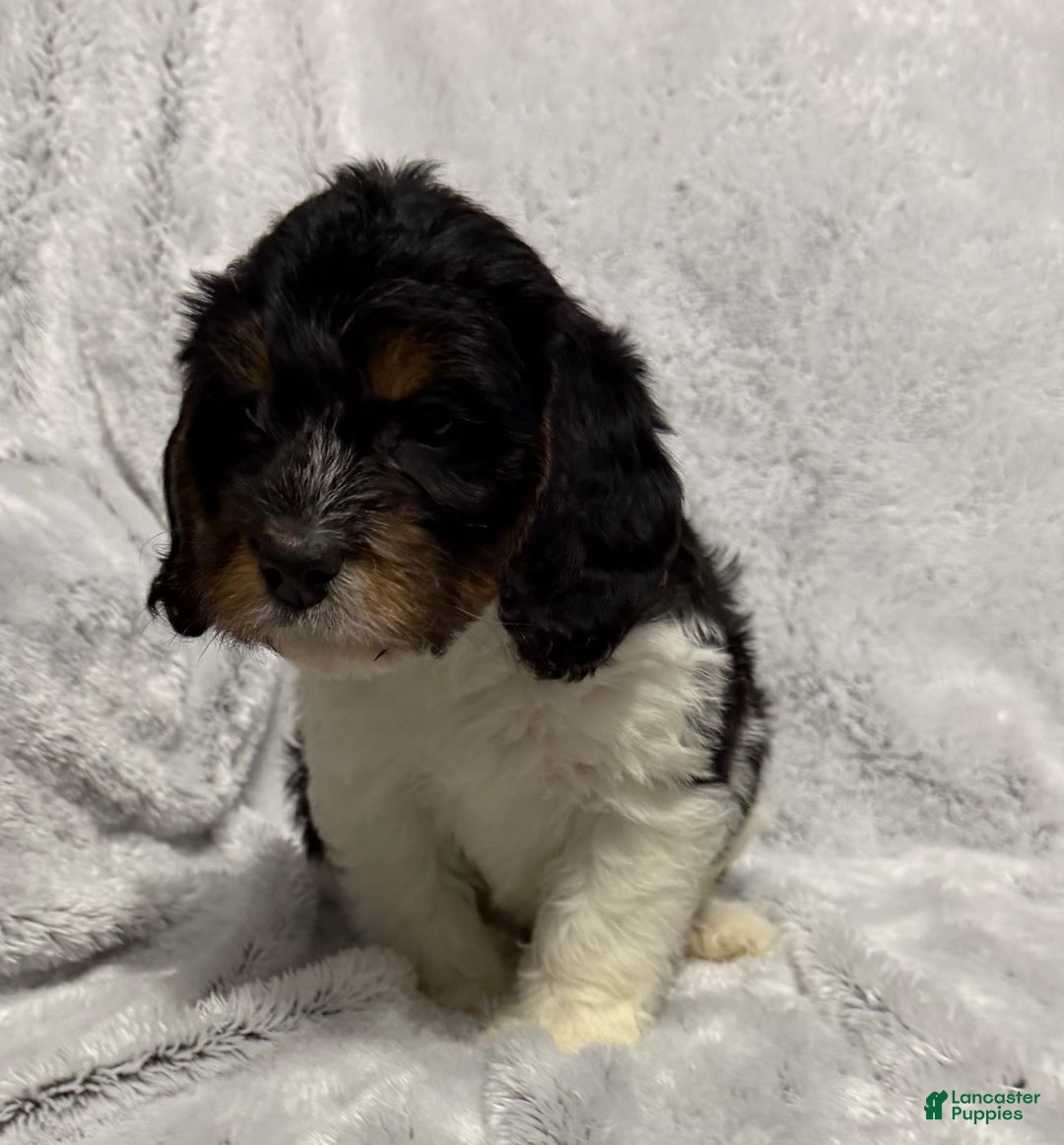 Mixed Breed dogs for sale: Cora - Ad 2