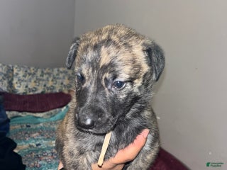 Mixed Breed dogs - Ad 22