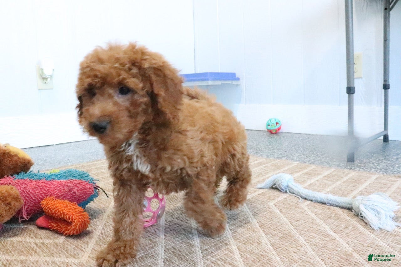 Mini Goldendoodle dogs Carla - Ad 2