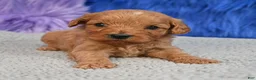 Cavapoo dogs for sale: Cavapoo 6 - Ad 4