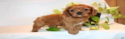 Cavalier King Charles Spaniel dogs for sale: Ronny - Ad 1