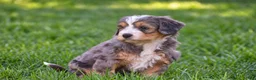 Mixed Breed dogs for sale: Sarah - Mini Bernedoodle - Ad 4
