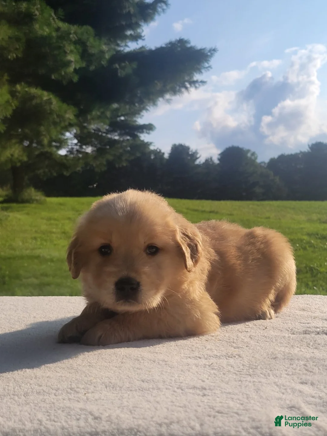 Golden Retriever dogs for sale: Rita - Ad 1
