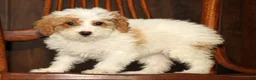 Miniature Poodle dogs for sale: Lilac - Ad 7