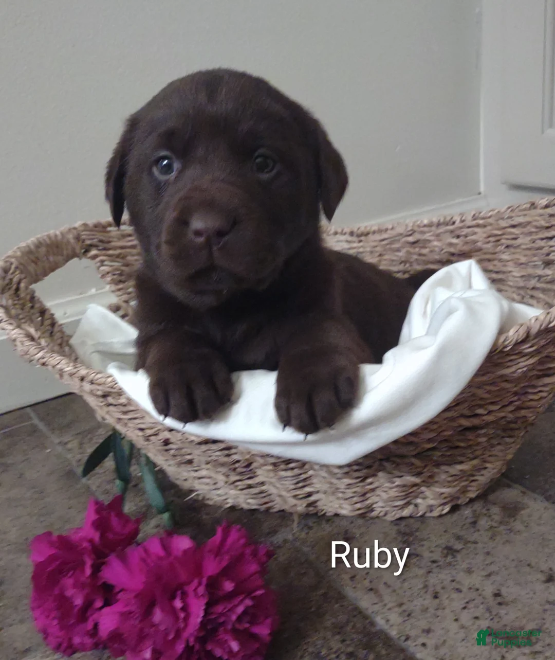 Labrador Retriever dogs for sale: Ruby - Ad 1
