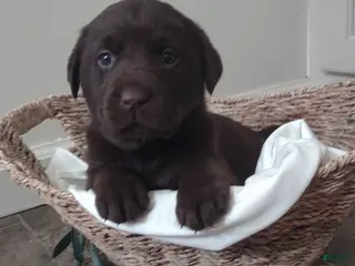 Labrador Retriever dogs Ruby - Ad 2