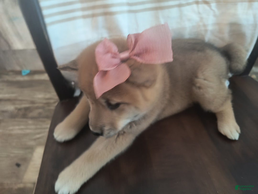 Shiba Inu dogs for sale: Abigail - Ad 3