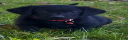 Labrador Retriever dogs for sale: Labrador Retriever 1 - Ad 14