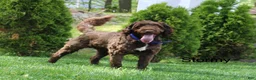 Portuguese Water Dog dogs for sale: Ivy - Ad 5