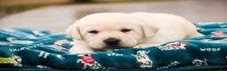 Labrador Retriever dogs for sale: Shawn - Ad 3
