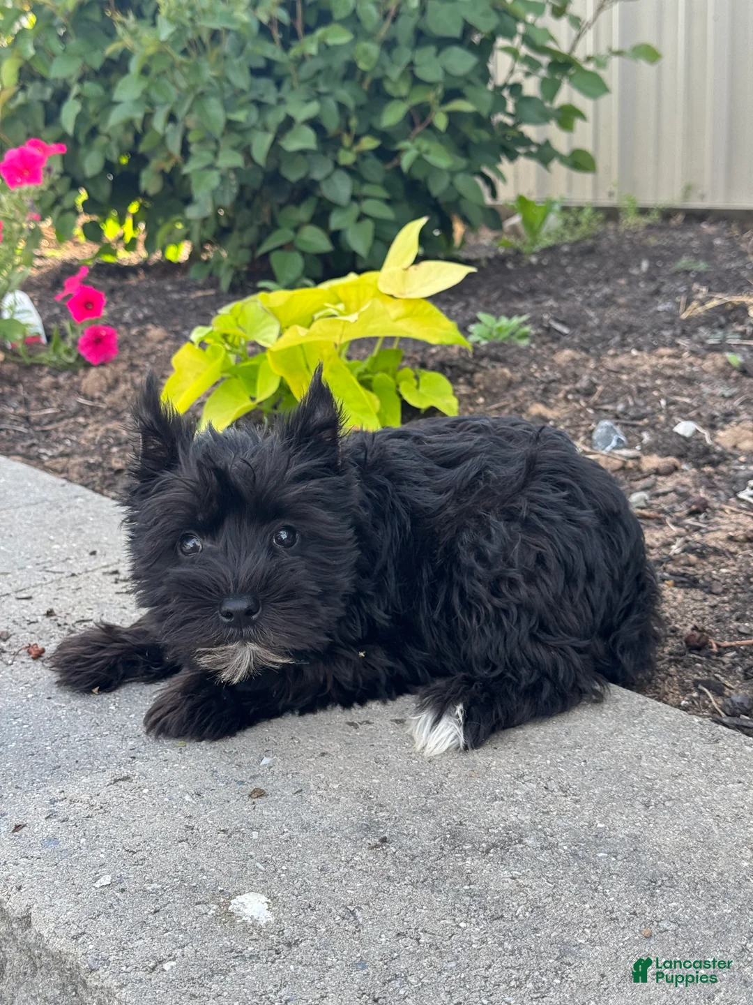 Miniature Schnauzer dogs for sale: Maverick 🦥 - Ad 5