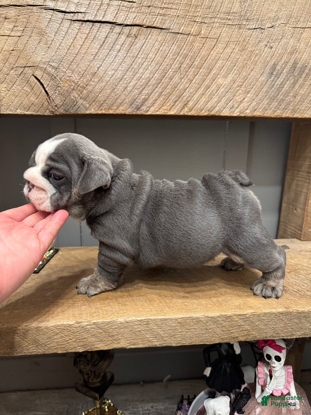 English Bulldog dogs for sale: Saint  - Ad 2