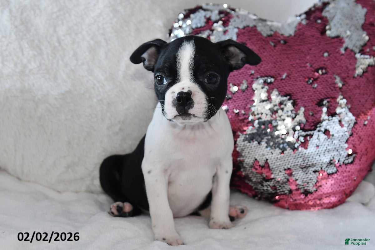 Boston Terrier dogs Donna - Ad 35