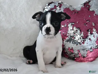 Boston Terrier dogs Donna - Ad 35