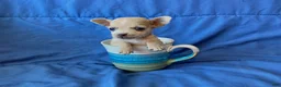 Chihuahua dogs for sale: Fletcher - Ad 1