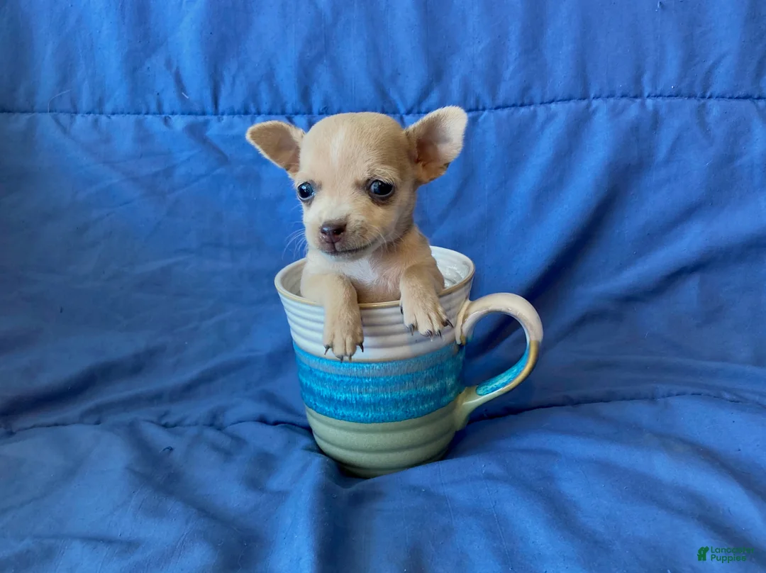 Chihuahua dogs for sale: Fletcher - Ad 1