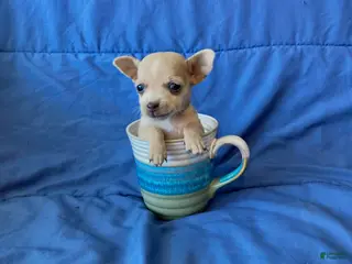 Chihuahua dogs Fletcher - Ad 6