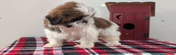 Shih Tzu dogs for sale: Cara - Ad 7