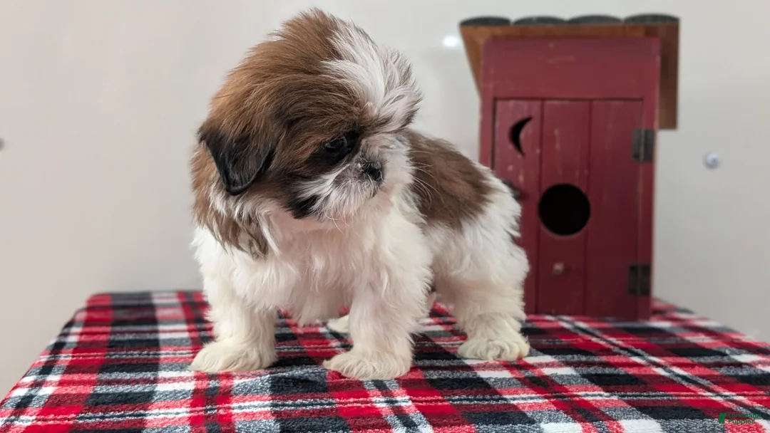 Shih Tzu dogs for sale: Cara - Ad 7