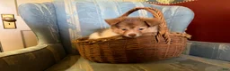 Mixed Breed dogs for sale: Cookie’s boy #3 - Ad 3