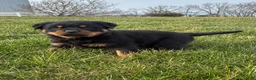 Rottweiler dogs for sale: Blaze - Ad 3