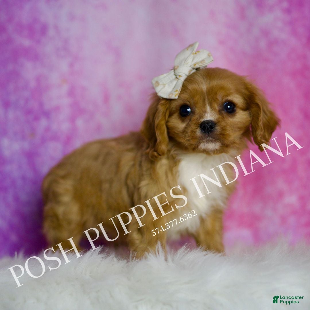 Cavalier King Charles Spaniel dogs for sale: Rose - Ad 2