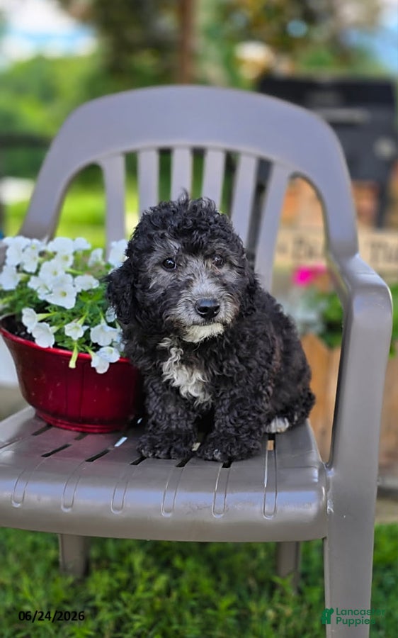Goldendoodle dogs Sombra - Ad 2