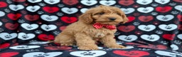 Cockapoo dogs for sale: Knox - Ad 8