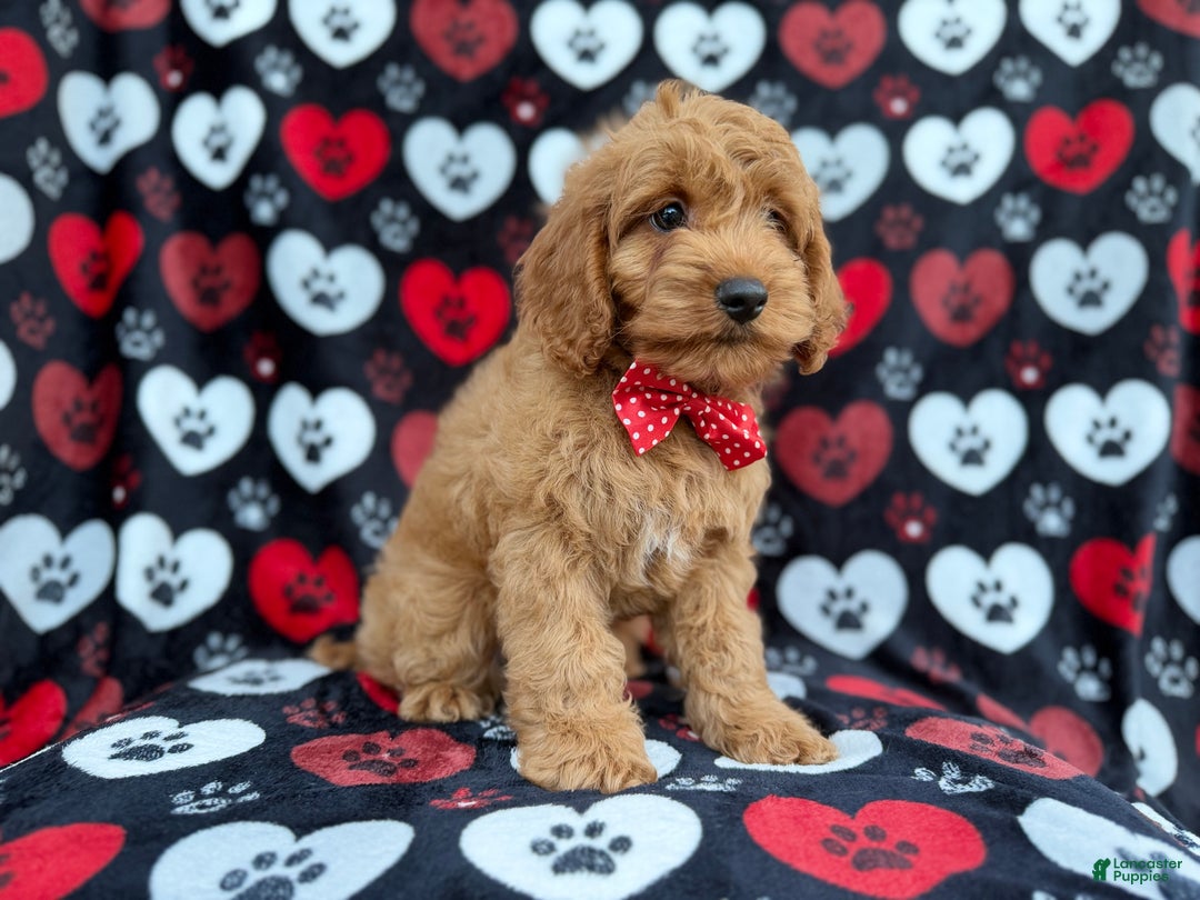 Cockapoo dogs for sale: Knox - Ad 8