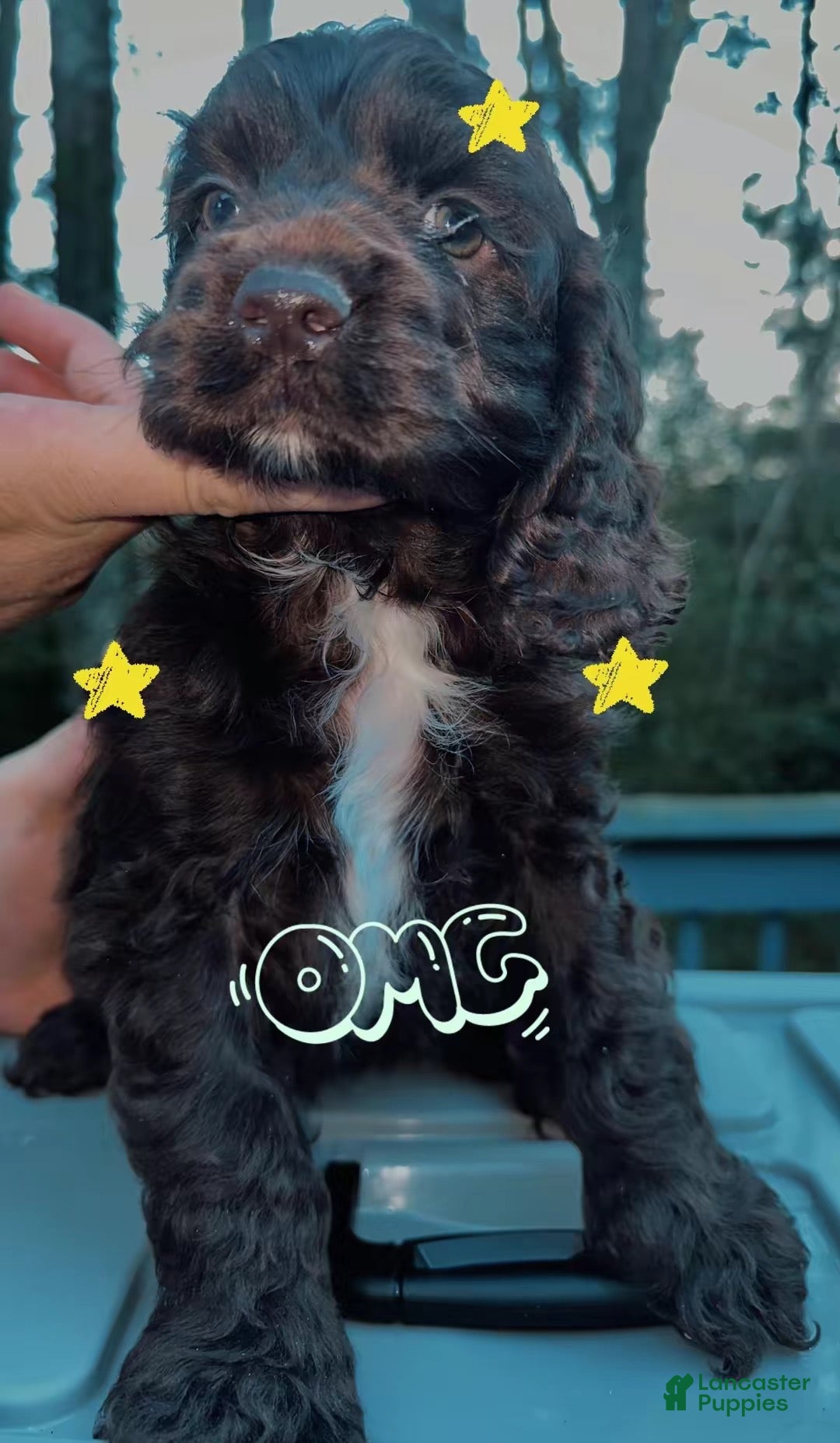 Cocker Spaniel dogs Prince - Ad 7