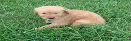 Golden Retriever dogs for sale: Cooper - Ad 7