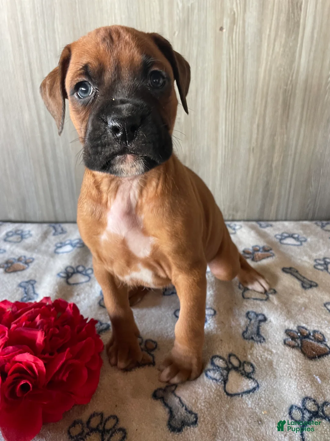 Boxer dogs for sale: Benny - Ad 2
