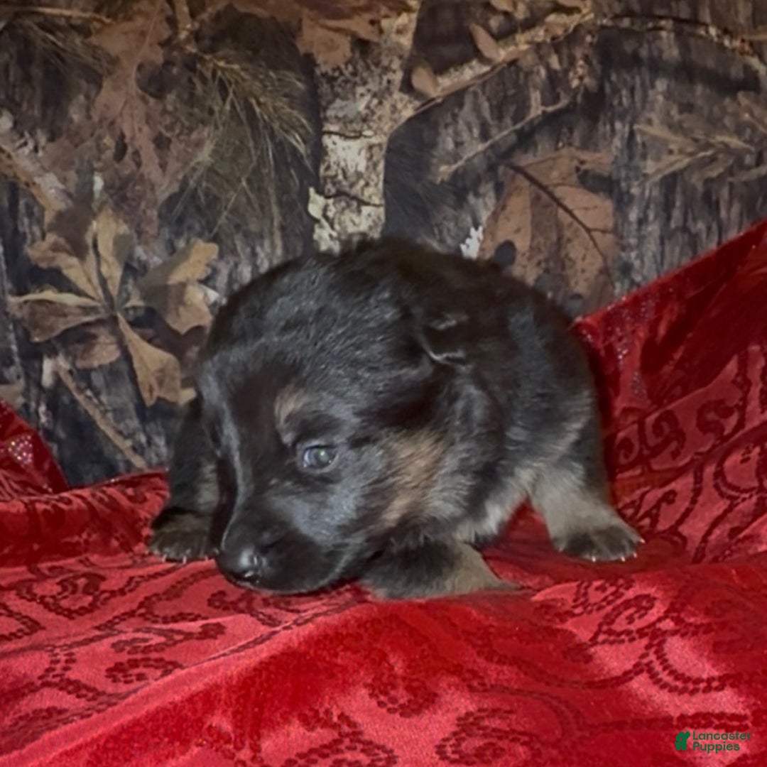 German Shepherd dogs for sale: SUPA - Ad 21