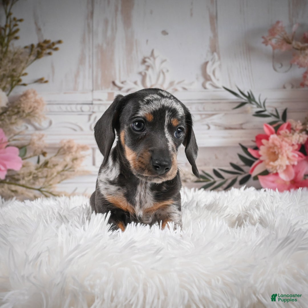 Miniature Dachshund dogs for sale: Phoenix-AKC - Ad 14