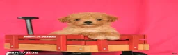 Maltipoo dogs for sale: Ozzy - Ad 4