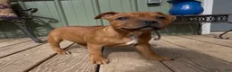 Staffordshire Bull Terrier dogs for sale: Tella - Ad 2