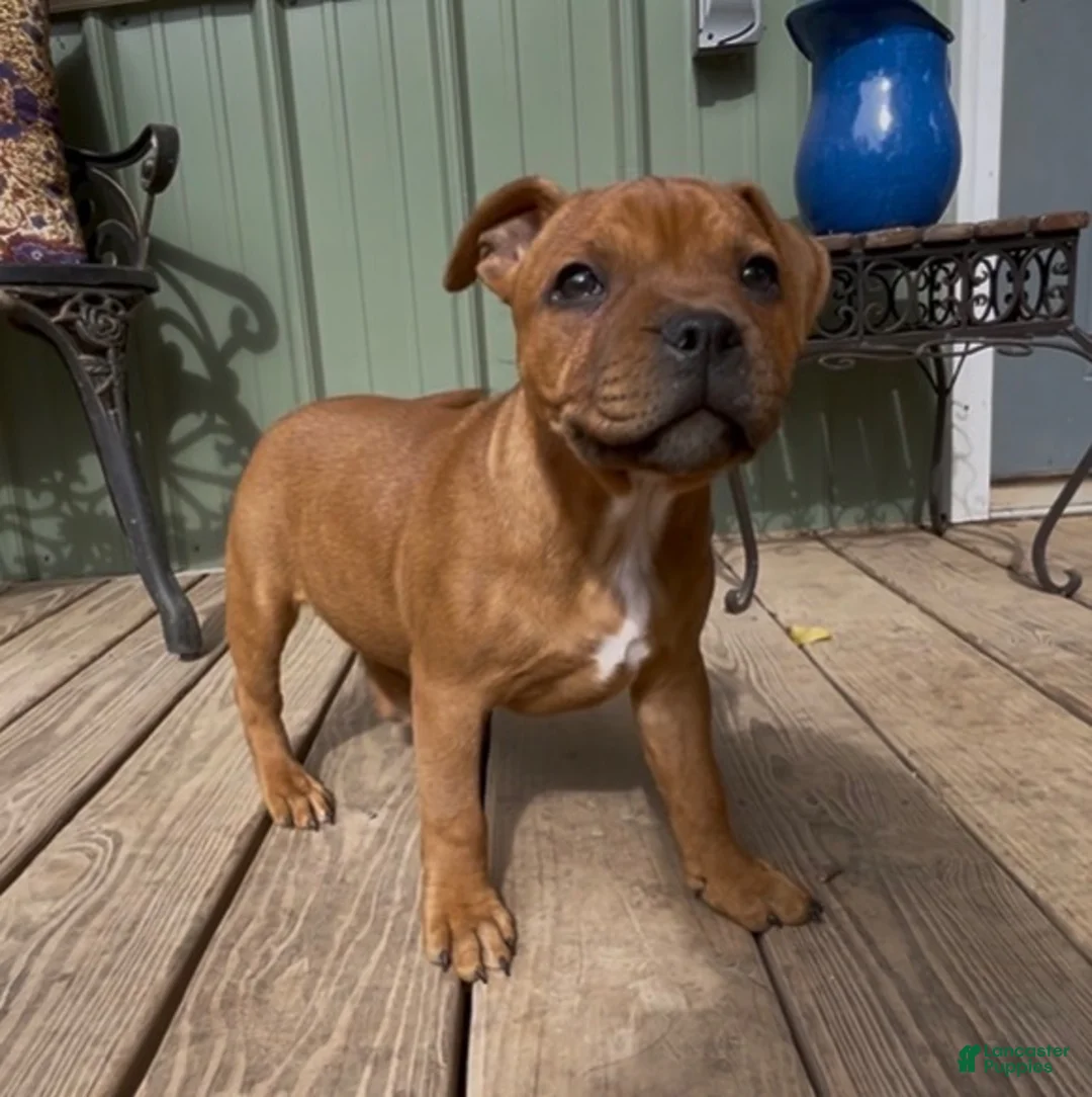 Staffordshire Bull Terrier dogs for sale: Tella - Ad 2