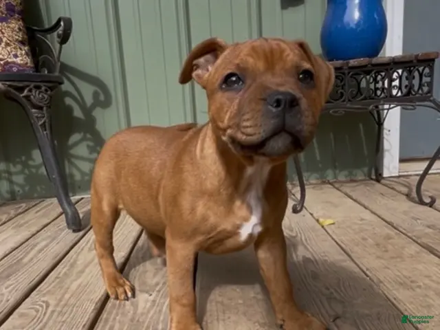 Staffordshire Bull Terrier dogs for sale: Tella - Ad 2