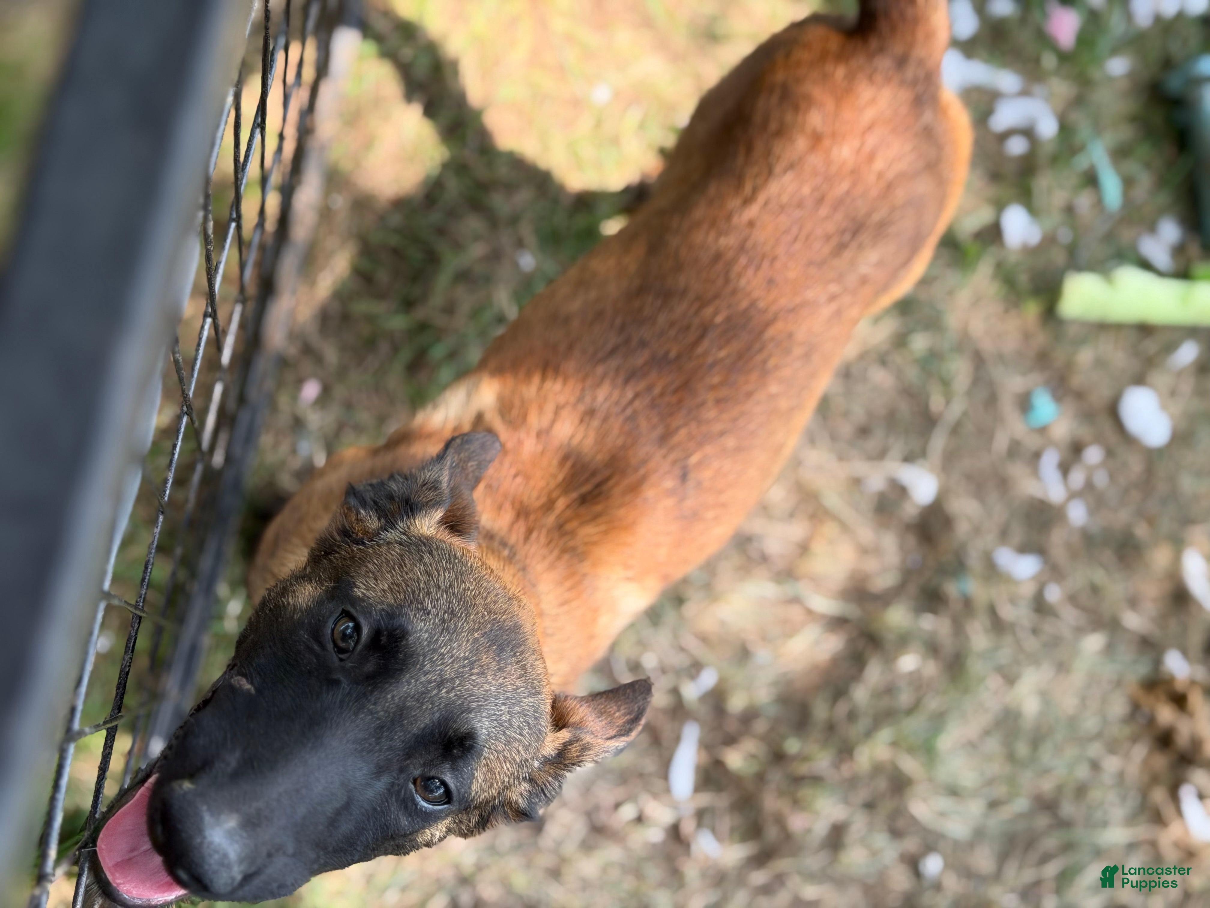 Belgian Malinois dogs Belgian Malinois 2 - Ad 2