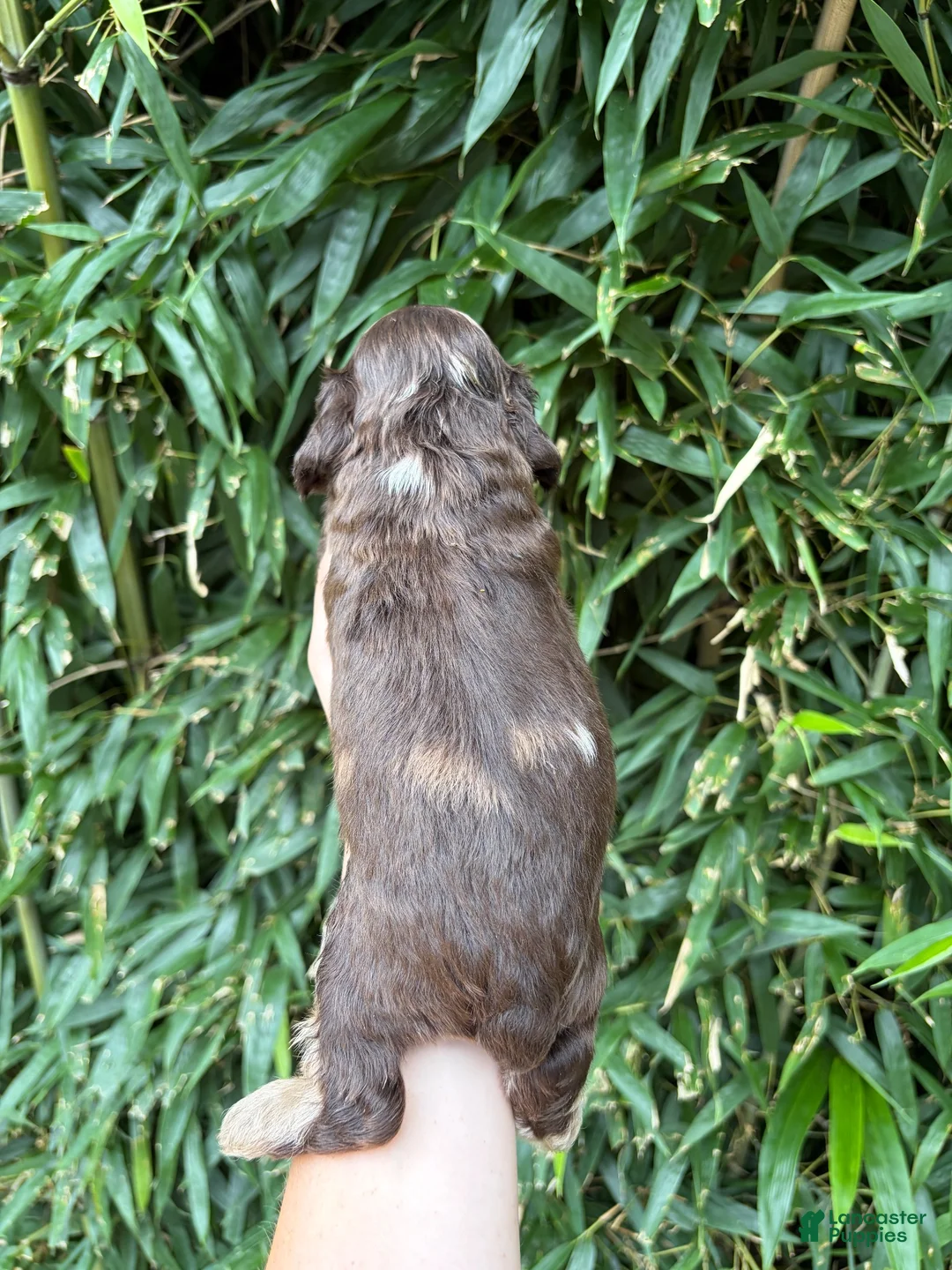 Cocker Spaniel dogs for sale: Cocker Spaniel 1 - Ad 2
