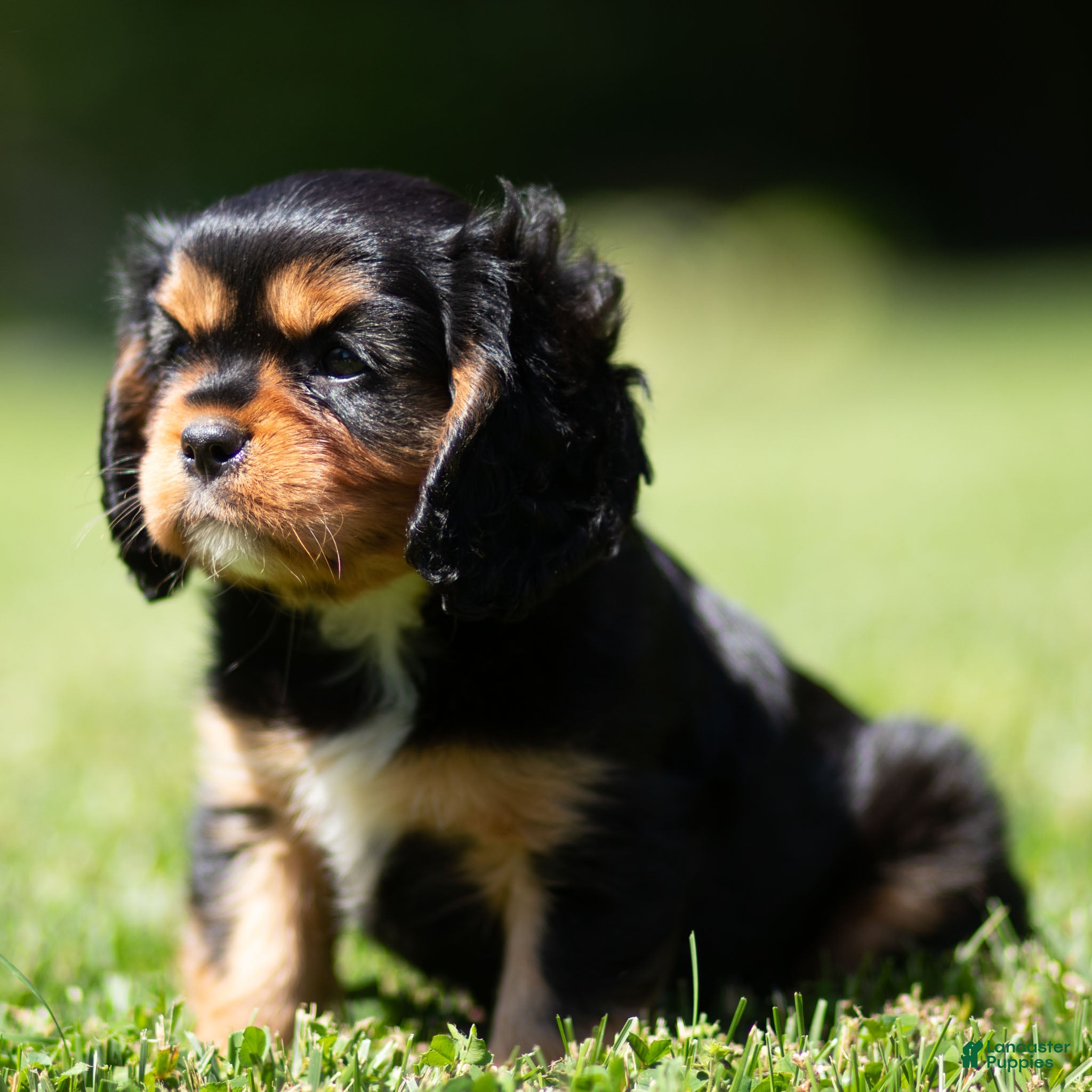 Cavalier King Charles Spaniel dogs Cavalier King Charles Spaniel 1 - Ad 2