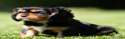 Cavalier King Charles Spaniel dogs for sale: Cavalier King Charles Spaniel 1 - Ad 2